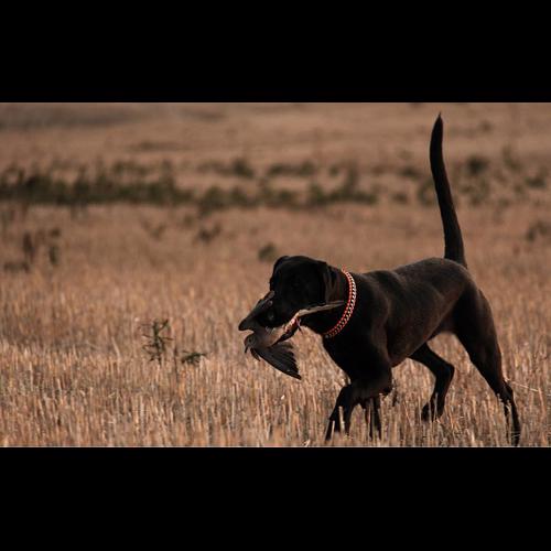 Guided Dove Hunt Oklahoma