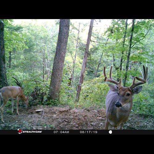 Venku Listing Kentucky Whitetail Hunts Week 3 Sept 2025 Archery